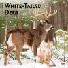 White Tailed Deer 2024 Wall Calendar -Calendars Sales Store 2127e4dd b9eb 4de3 8d57 f86518921bfe