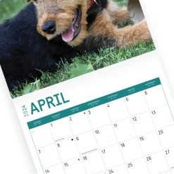 Airedale Terriers 2024 Wall Calendar 14 Airedale Terriers 2024 Wall Calendar -Calendars Sales Store 21d0ffc0 563d 4728 95a0 ead147facabe