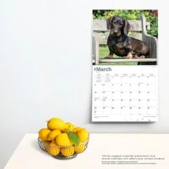 Dachshunds Deluxe 2024 Wall Calendar -Calendars Sales Store 22a57fd2 36e0 4b24 86fe 9b8742c744ea