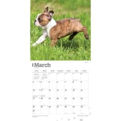 Boston Terrier Puppies 2024 Wall Calendar -Calendars Sales Store 23eb9d22 ad8b 4709 b681 904d80e76ef2
