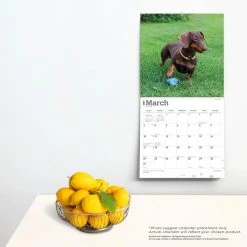 Dachshunds 2024 Wall Calendar -Calendars Sales Store 25d0686e e513 4cd5 8460 d2dd8d3edf89