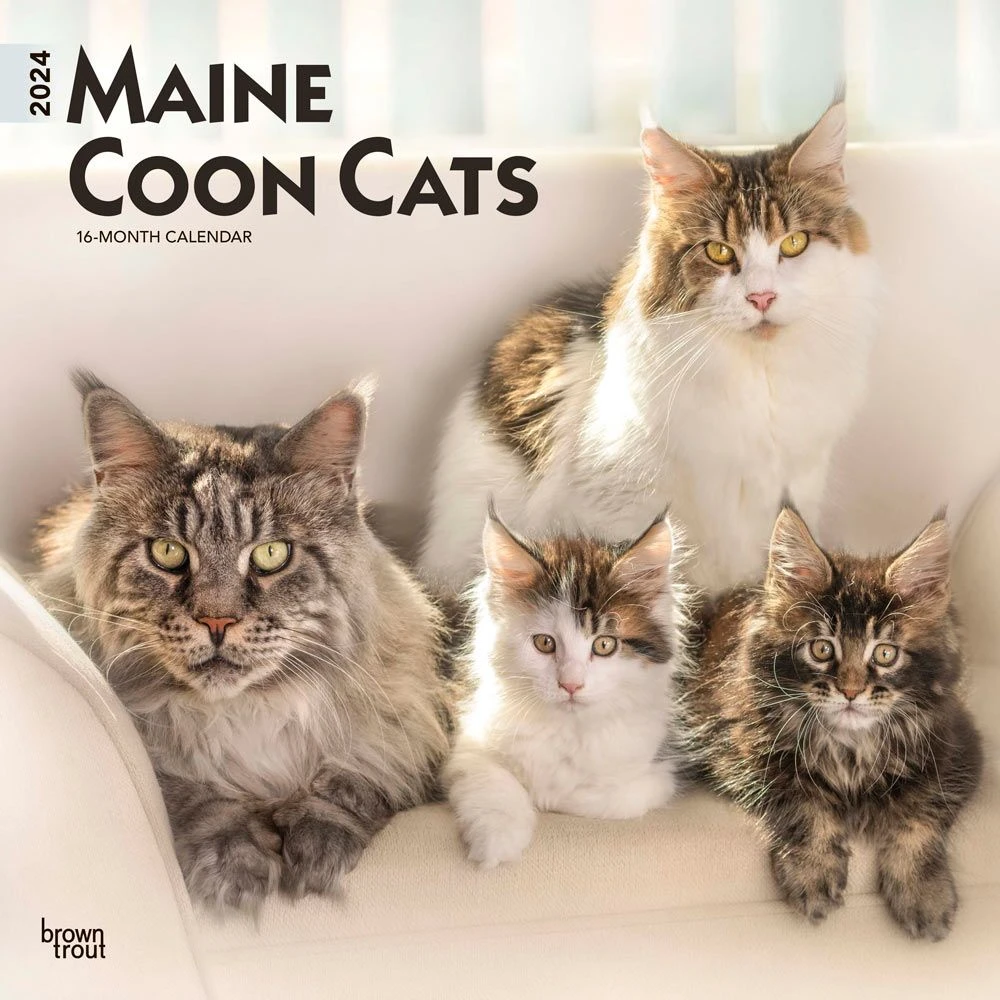 Maine Coon Cats 2024 Wall Calendar 3 Maine Coon Cats 2024 Wall Calendar