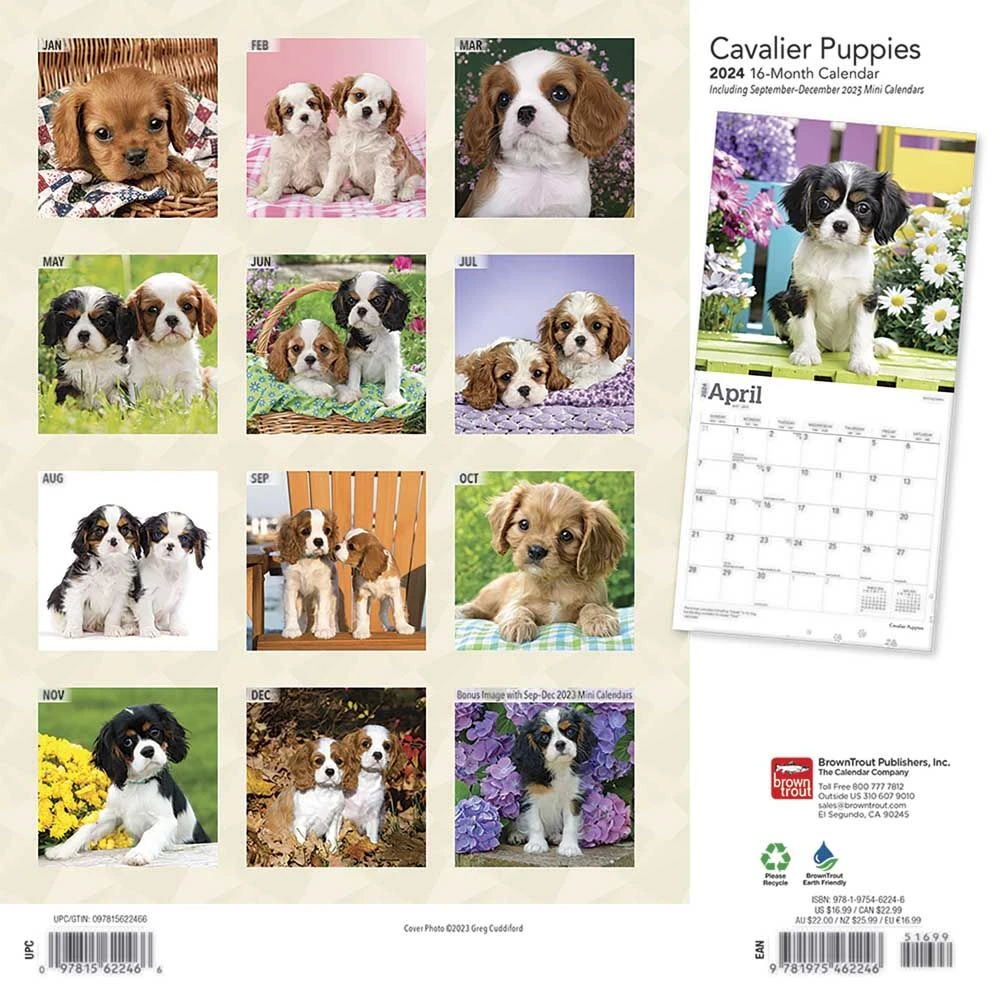 Cavalier King Charles Puppies 2024 Wall Calendar 4 Cavalier King Charles Puppies 2024 Wall Calendar - Image 2
