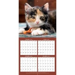 Curious Kittens 2024 Wall Calendar -Calendars Sales Store 2912452c 8f62 43c9 9a5b 75485748882b
