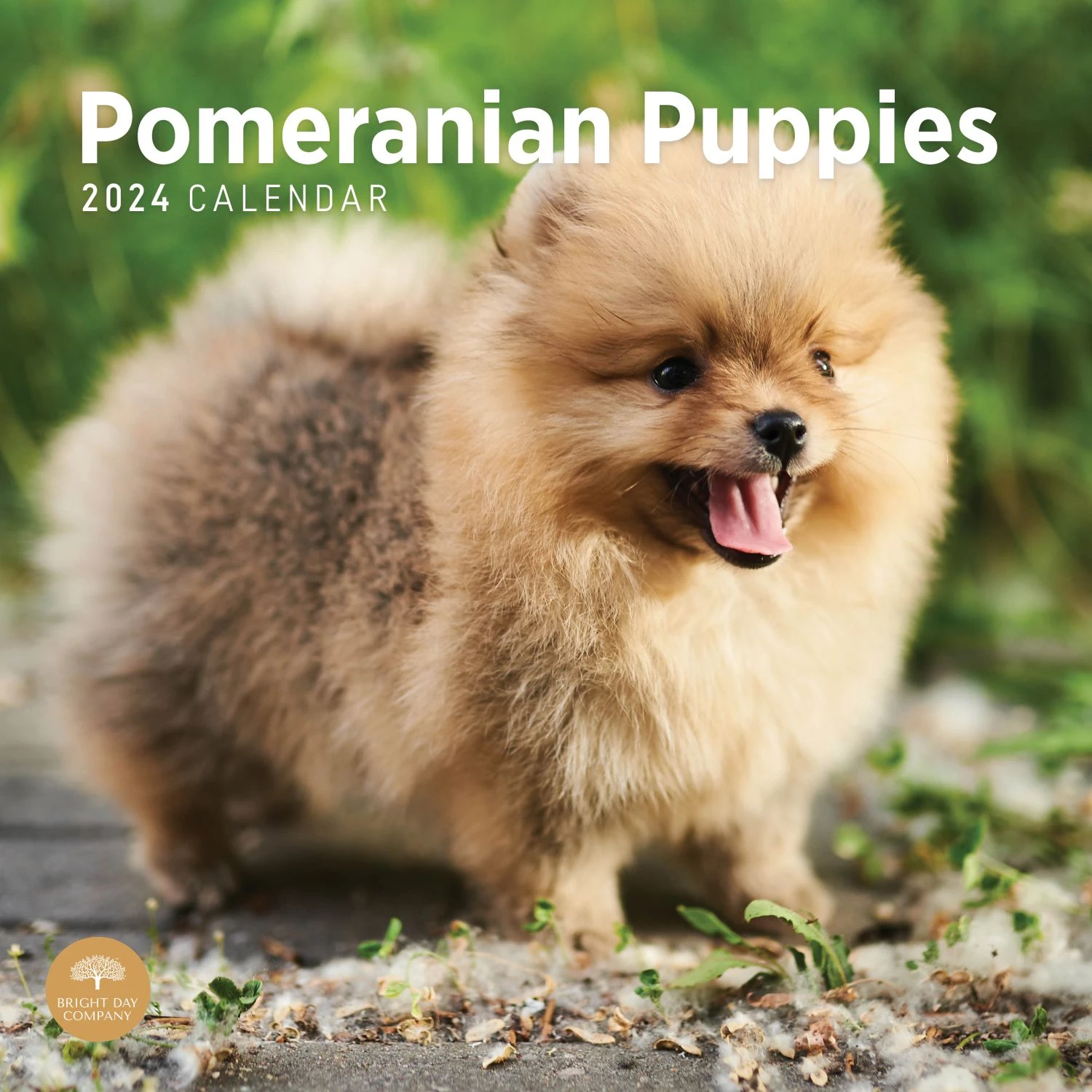 Pomeranian Puppies 2024 Wall Calendar 3 Pomeranian Puppies 2024 Wall Calendar