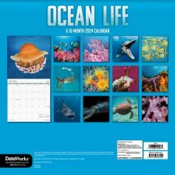 Ocean Life 2024 Wall Calendar -Calendars Sales Store 29c0ef9d ff5b 4036 a822 a824156c9aec