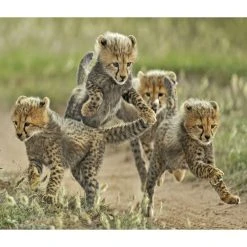 Baby Animals WWF 2024 Wall Calendar 9 Baby Animals WWF 2024 Wall Calendar -Calendars Sales Store 29e3d597 2fe8 4fad 8780 d6c5966e682f