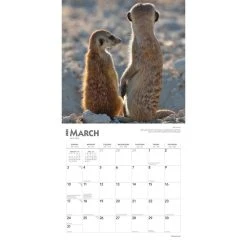 Meerkats 2024 Wall Calendar -Calendars Sales Store 2a51287b 4e54 4497 99dd e691de3be772