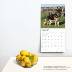 German Shepherds 2024 Wall Calendar 13 German Shepherds 2024 Wall Calendar -Calendars Sales Store 2a6720fb a1b8 43d0 b959 5f2ab1a33a44