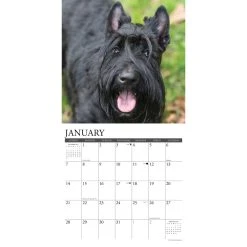 Just Scotties 2024 Wall Calendar -Calendars Sales Store 2ca0e6c4 a2b8 4f9e 9f6a 75ec26650738