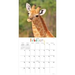 Baby Animals - Wildlife 2024 Wall Calendar -Calendars Sales Store 2cdcc8f1 5555 44bb b06e 7df524cb77bb