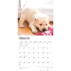 Yellow Lab Retriever Puppies 2024 Wall Calendar 12 Yellow Lab Retriever Puppies 2024 Wall Calendar -Calendars Sales Store 2e77f8d9 6773 440d ac02 8754e4c1e276