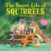 Secret Life Of Squirrels 2024 Wall Calendar -Calendars Sales Store 2f38b7c8 7aa2 4762 889d 61f2db532328