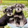 Just Schnauzer Puppies 2024 Wall Calendar 1 Just Schnauzer Puppies 2024 Wall Calendar -Calendars Sales Store 2f4e9a51 830d 4e38 8c1d 47a51bbabd95
