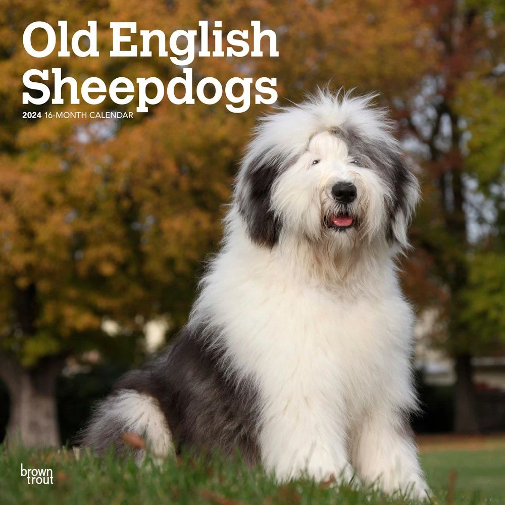 Old English Sheepdogs 2024 Wall Calendar 3 Old English Sheepdogs 2024 Wall Calendar