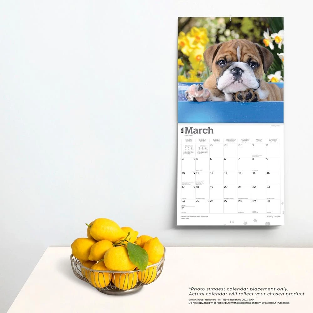 Bulldog Puppies 2024 Wall Calendar 6 Bulldog Puppies 2024 Wall Calendar - Image 4