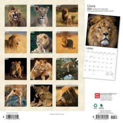 Lions 2024 Wall Calendar -Calendars Sales Store 30e35730 3637 4dfb bff6 725152a5aff1