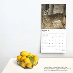 White Tailed Deer 2024 Wall Calendar -Calendars Sales Store 3142545a 7939 440f 9897 52f99dbd24a7