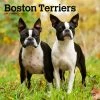 Boston Terriers 2024 Wall Calendar -Calendars Sales Store 3193ba8a 19fb 4737 93fe 11dee9e83ee9