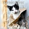 Curious Kittens 2024 Wall Calendar -Calendars Sales Store 32479faa 21a4 4363 bd38 71ed907f010a