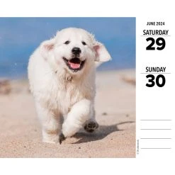 Just Goldens 2024 Desk Calendar -Calendars Sales Store 3273348c a87e 4eef 92e4 004855a0d439