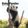 Baby Pandas 2024 Wall Calendar -Calendars Sales Store 339aa38b 87c9 4a1b 81be 13889c65800b
