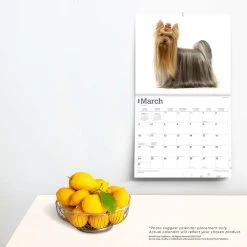 Yorkshire Terriers Deluxe 2024 Wall Calendar -Calendars Sales Store 3458aa4a ab4c 434c 9c2c 62cc413161bb