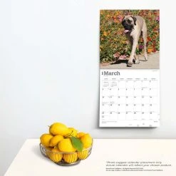 Mastiffs 2024 Wall Calendar -Calendars Sales Store 34fe89e4 871c 466c 9e18 96de7a5631d9