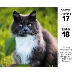 Cats What Cats Teach Us 2024 Desk Calendar -Calendars Sales Store 37753fae ca3e 43e9 a10e 751561d5074e