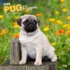 Pug Puppies 2024 Wall Calendar -Calendars Sales Store 38f541ed cc68 450f 88ef 3213d900373d