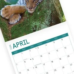 Baby Big Cats 2024 Wall Calendar -Calendars Sales Store 39997574 79eb 45cf a3fa c5689acb7e6b