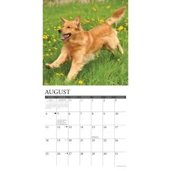 Just Goldens 2024 Wall Calendar -Calendars Sales Store 3d582da7 bcae 4469 81fe b290310ee5f2