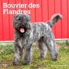 Bouvier Des Flandres 2024 Wall Calendar -Calendars Sales Store 3d9f5e7a 61b5 41f8 be9c 41553568ea4f