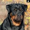 Rottweilers 2024 Wall Calendar -Calendars Sales Store 3e0ed93b 28dd 4f56 bb8c 34bc6f2400c6