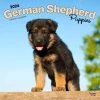 German Shepherd Puppies 2024 Wall Calendar -Calendars Sales Store 3e287a32 728a 4f8a b823 93eab36a06bd