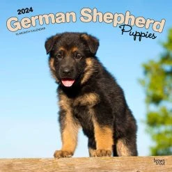 German Shepherd Puppies 2024 Wall Calendar