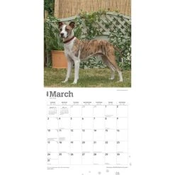 American Staffordshire Terriers 2024 Wall Calendar -Calendars Sales Store 3e2fb175 477a 4a6b 89b9 cfda7914883e