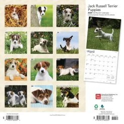 Jack Russell Terrier Puppies 2024 Wall Calendar -Calendars Sales Store 3e451314 a2a9 4fa0 8f00 fceaea12cbcc