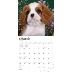 Cavalier King Charles Puppies 2024 Wall Calendar 12 Cavalier King Charles Puppies 2024 Wall Calendar -Calendars Sales Store 3e57181a 6463 4cca 982f e6fe27ed91aa