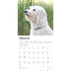 Labradoodles 2024 Wall Calendar -Calendars Sales Store 3f151c49 c224 493b 961a af08f1aded80