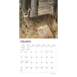 White Tailed Deer 2024 Wall Calendar -Calendars Sales Store 3f7e3cf0 e325 4949 9267 09bf4926b629
