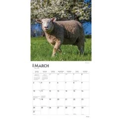 Sheep 2024 Wall Calendar -Calendars Sales Store 3fb033ac 73e3 4658 b5ea 36353cf7ccc1