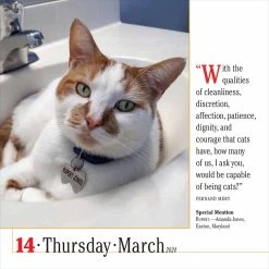 365 Cats 2024 Page-A-Day Desk Calendar -Calendars Sales Store 40b95e3e b238 4fe7 aac4 c9782044e202