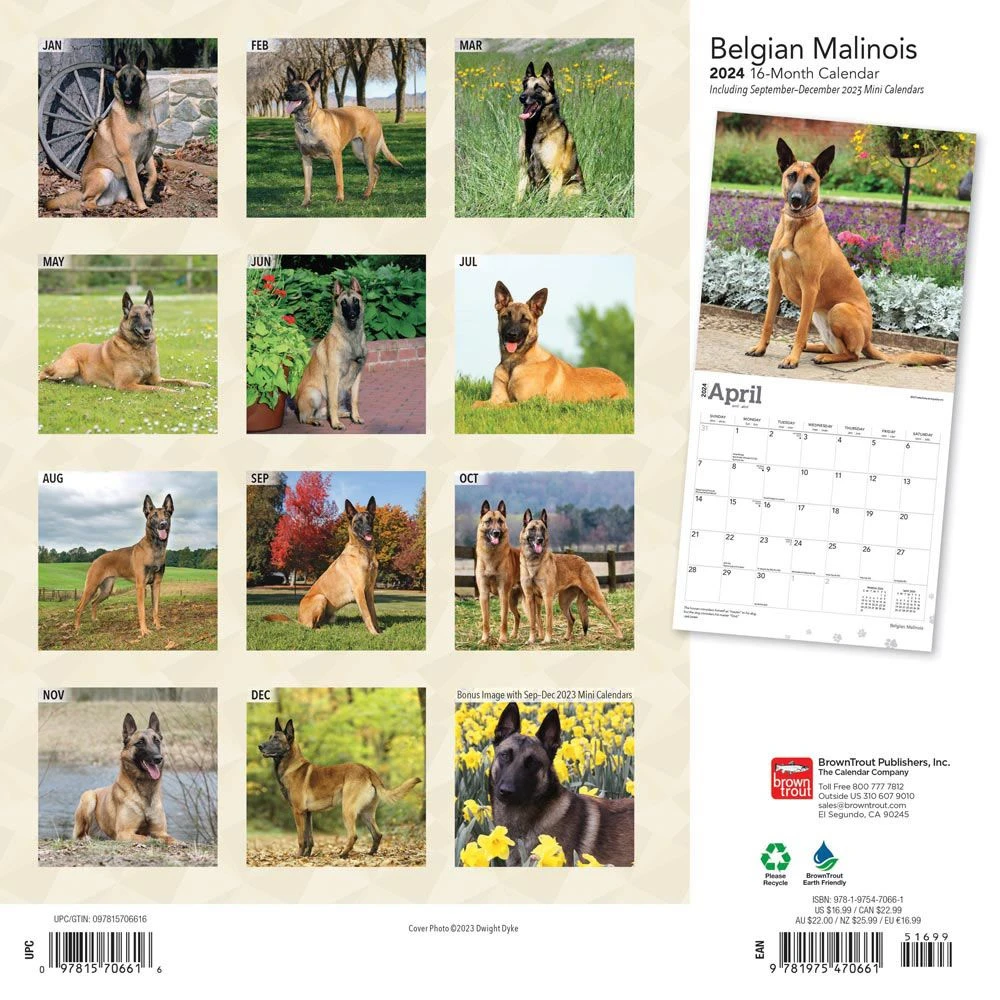 Belgian Malinois 2024 Wall Calendar 4 Belgian Malinois 2024 Wall Calendar - Image 2