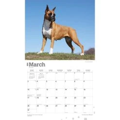 Boxers Deluxe 2024 Wall Calendar -Calendars Sales Store 43e92f80 9996 41ca 9b9e 272be848d863
