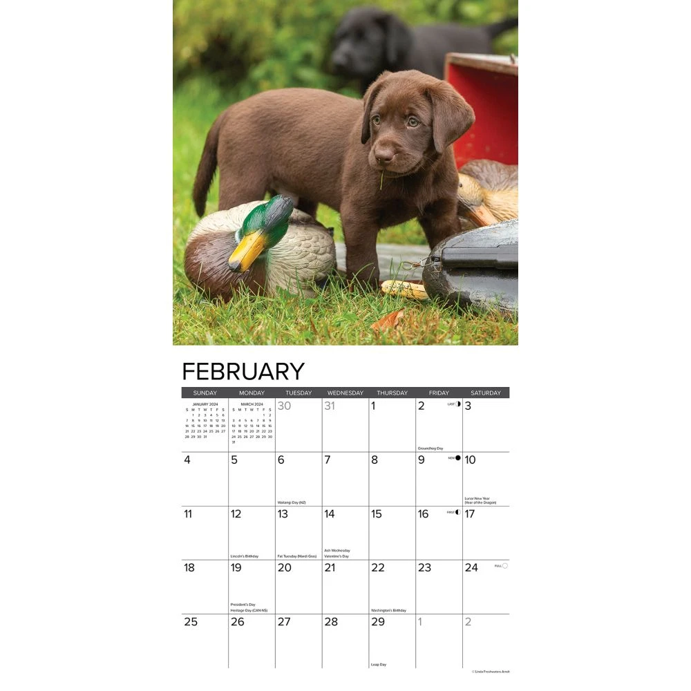 Just Lab Puppies 2024 Wall Calendar 5 Just Lab Puppies 2024 Wall Calendar - Image 3