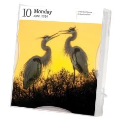 Audubon Birds Gallery 2024 Desk Calendar -Calendars Sales Store 454710d5 f81d 46f9 a736 ef3f0bd6deff