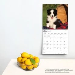 Border Collie Puppies 2024 Wall Calendar 13 Border Collie Puppies 2024 Wall Calendar -Calendars Sales Store 45ee5b12 05be 46f8 aed7 5e69e557372b