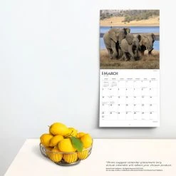 Elephants 2024 Wall Calendar 13 Elephants 2024 Wall Calendar -Calendars Sales Store 462c176f edaf 403f a4d0 7ddced763579