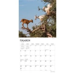 Goats In Trees 2024 Wall Calendar -Calendars Sales Store 467bccb8 8101 43a9 98dd 2ecc48caac6c
